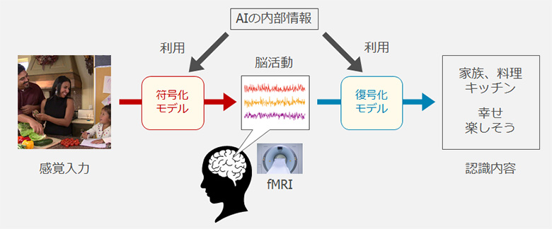 観測不能な脳の情報処理をAI情報を利用して可視化