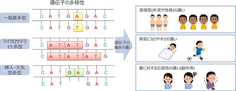 図2：遺伝子の多様性と個人差