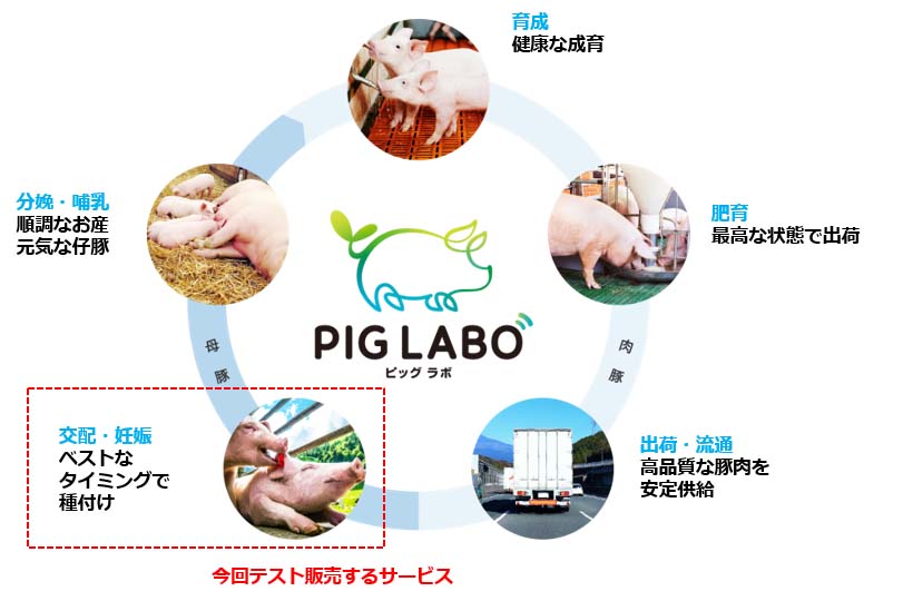 国内初 豚のAI発情検知サービス「PIG LABO® Breeding Master」のテスト