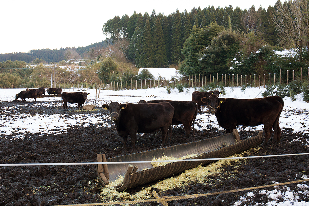 西諸地方は酪農も畜産も盛ん。牛は農家の大切な資産だ