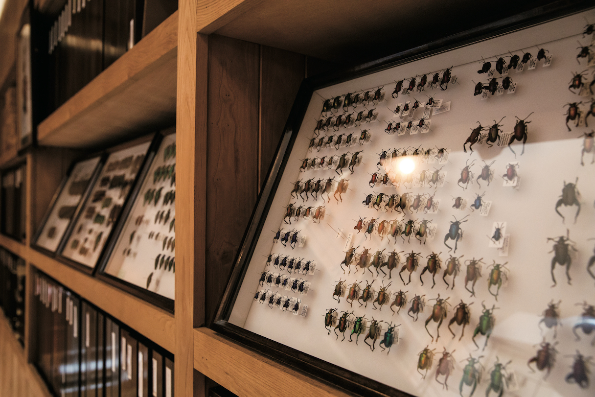養老山荘は「虫御殿」の異名を取る。昆虫標本、特にゾウムシのコレクションは圧巻