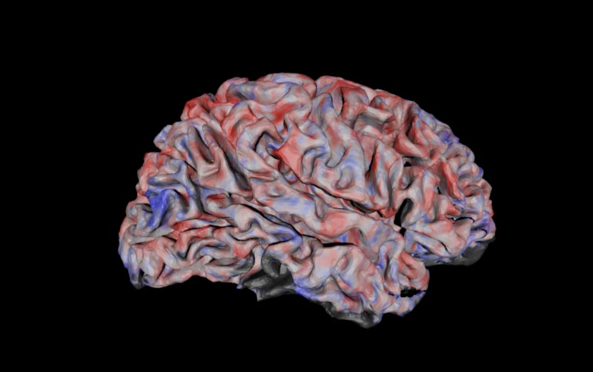 fMRIでイメージングした動画視聴中の脳活動の様子。活性化部位を赤、非活性化部位を青で表示している